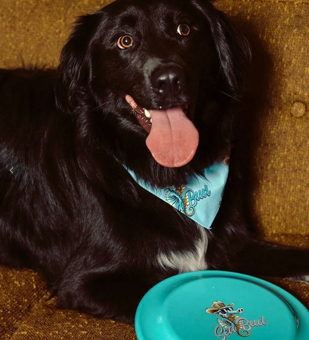 Seabud Doggy  Bandana