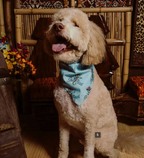 Seabud Doggy  Bandana