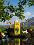 WOO Wold of Oils Argan Oil